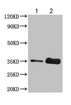 Western blot using anti-wheat gliadin antibodies